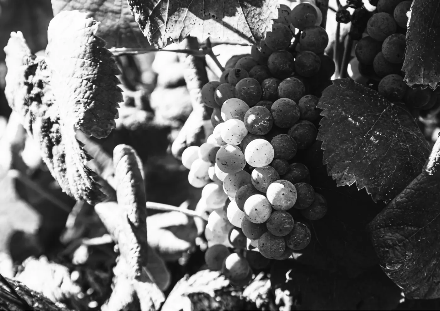 Bodega Villanueva Senra